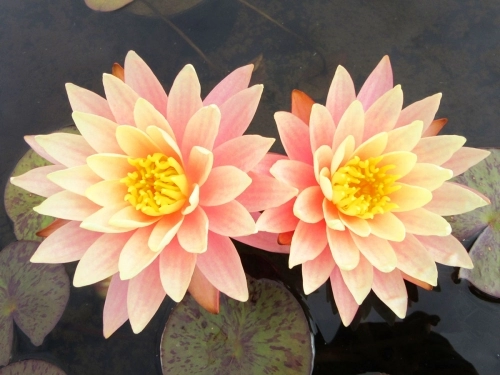 Seerose Nymphaea Sunny Pink
